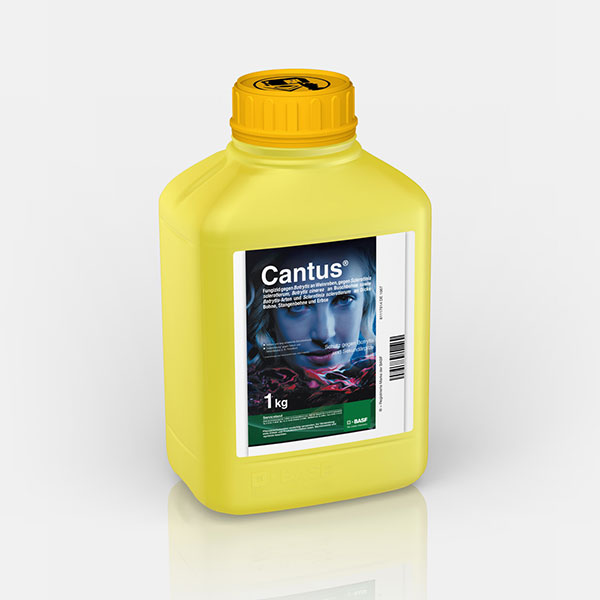 Cantus