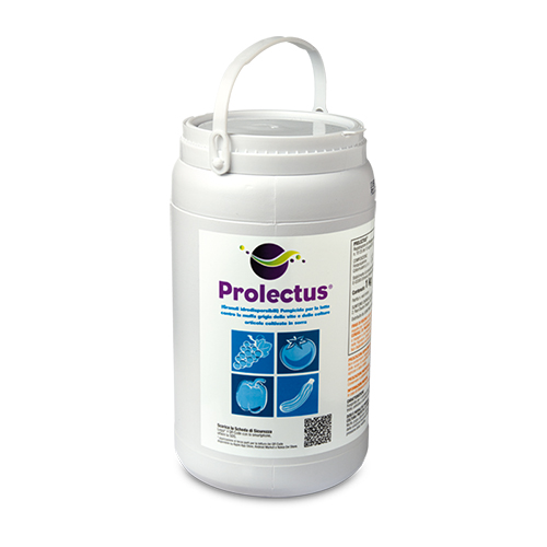 Prolectus